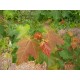 Punavaahtera (Acer rubrum)